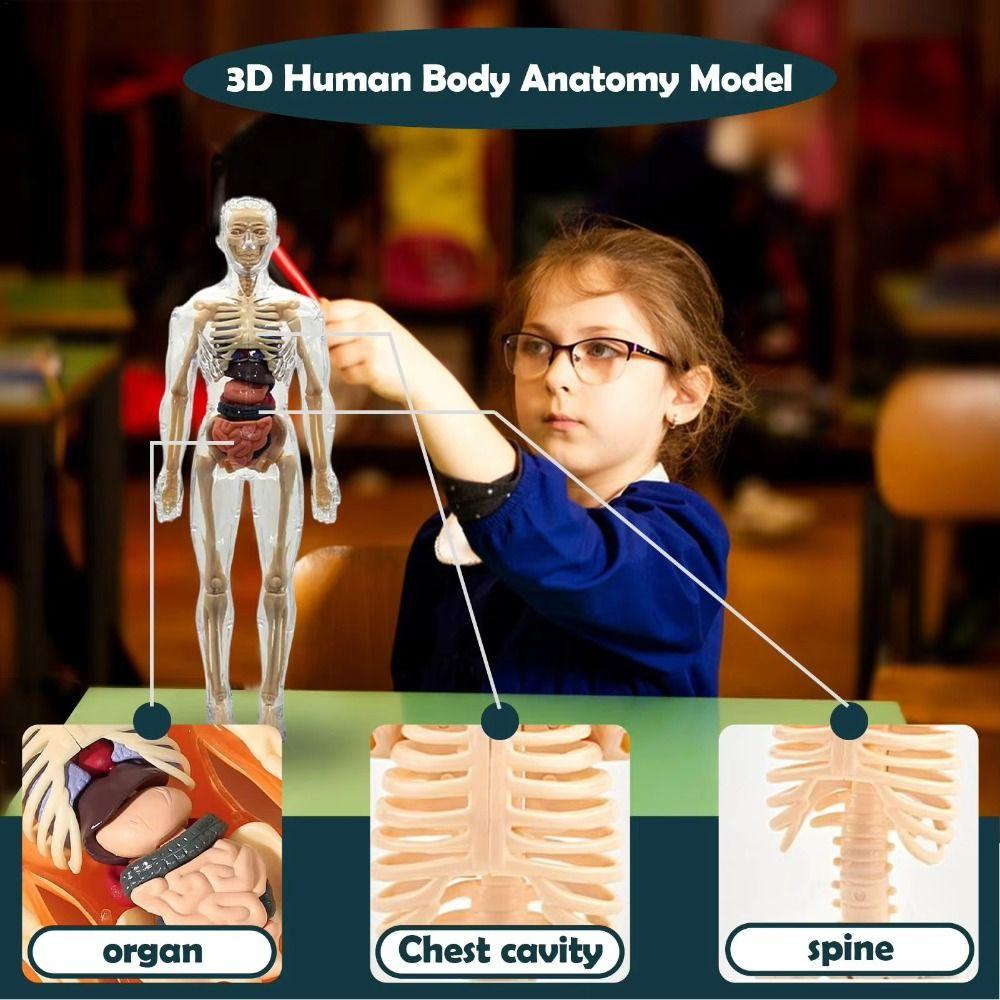 DIY Mannequin Science Cognitive Puzzle Toy Transparent Kid Skeleton Model Birthday Kids Gift