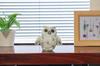Castle Enterprises Owl Feather Hanging Total Length Figurine x 10 Pieces Set God of Learning in Europe Commercial Use (Small) 8.5cm (White) "No