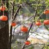 Orange Artificial Persimmon 80cm Persimmon Pendant Simulation Persimmon Fruit  Ceiling Decoration