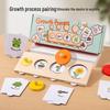 Montessori Life Cycle Growth Puzzle for Kindergarten & Small Classes - Educational Science Toy
