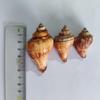 Seashell Hermit Crab Habitat Decor - Chicken Leg Shell for DIY Crafting and Painting