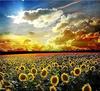 RUOPOTY Picture By Numbers Sunflower Flower Wall Art Unique Gift HandPainted Paint By Number Butterfly Decoration
