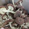 Yuan Qiuxing Dried Tea Tree Mushrooms