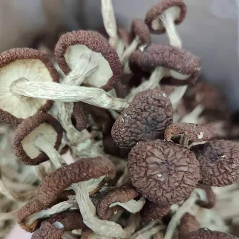Yuan Qiuxing Dried Tea Tree Mushrooms