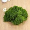 DIY Craft Faux Preserved Moss Polyester Simulation Green Moss Preserved Reindeer Moss  Bonsai