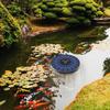 2.5W Round Solar Oxygen Pump Stable Silent Water Air Aerator Pumps For Aquarium Fish Tank Pond Outdoor Fishing Oxygenation