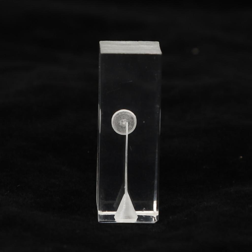 Root Canal Exercise Block Acrylic Transparent Clear Display Curved Oral Endodontic Root Model