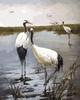 RUOPOTY DIY Oil Painting By Numbers Flower Bird Picture Wall Art Picture By Numbers Animal Unique Gift For Living Room