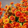 Funsdecor Mums, Artificial Sunset Mums, Artificial Outdoor Sunset Mums Flowers