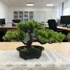 Zen Bonsai Green Pine Simulated Plant Decoration for Wine Cabinet or Home Entrance