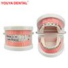 Dental Orthodontic Teeth Model With Braces Dental Teaching Model Metal / Ceramic Brackets For Dentistry Education Studying Demo