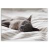 Leinwanddruck, Schlafende Katze