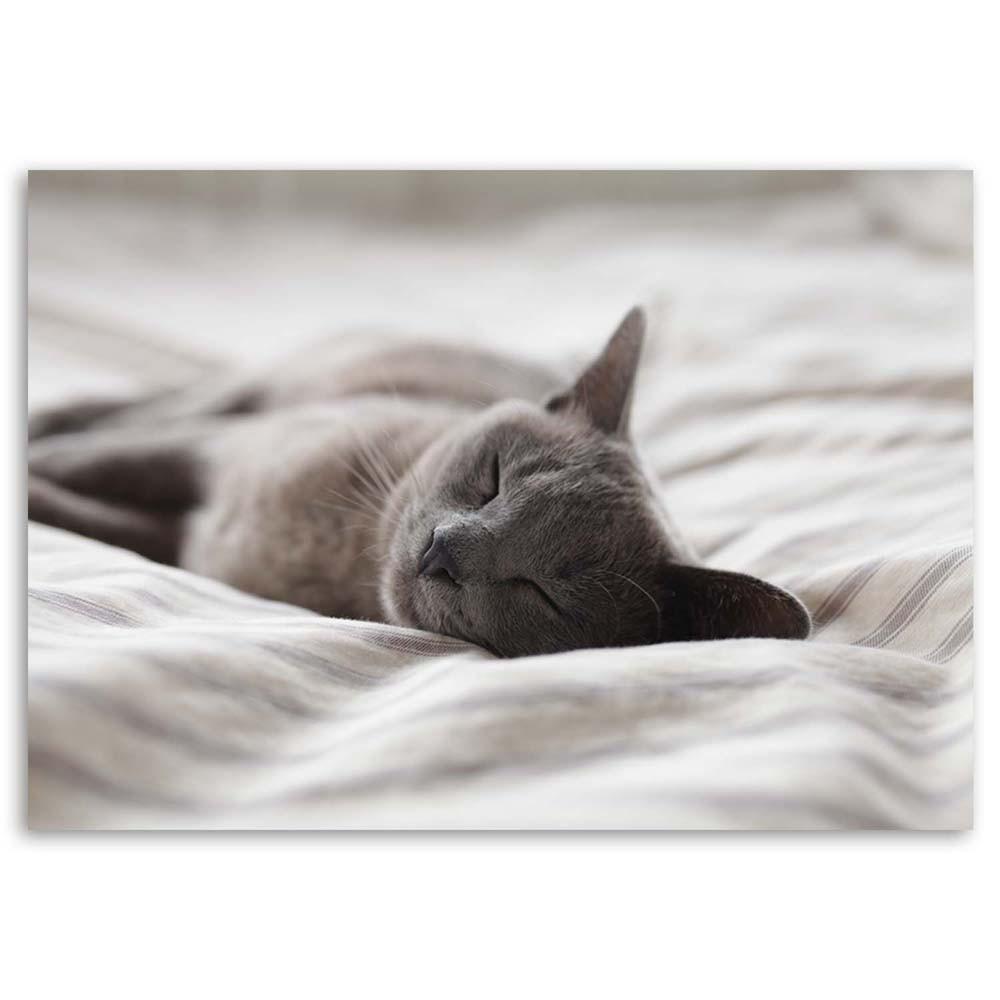 Leinwanddruck, Schlafende Katze