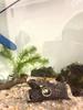 1 Piece of Tree Branch Fragments Aquarium Decoration, Fish Tank Landscape Decoration, Shrimp and Fish Hiding House