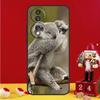 Koala Case For Honor Magic 8 6 7 Lite Honor X9d X9c X9b X9a X8b X8c Win 50 70 90 200 400 Pro Cover