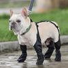 Roupa e sapatos – Sapatos para cães