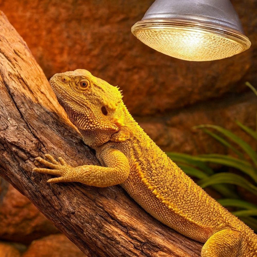 Full Spectrum Led Reptile Lamp Dimmable E27 Base Pet Heating Bulb 25/50/75/100W Glass Bulb UVA Light Bulb Snake Terrarium