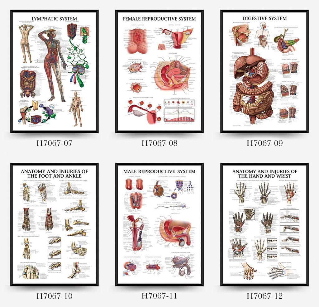 Human Tissue Structure Muscle Gym Medical Education Decorative Canvas Painting Poster Wall Art for Home Decor