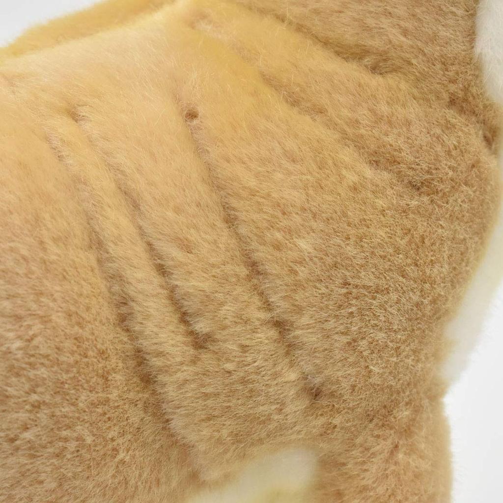 BH6295 HANSA Chihuahua 27