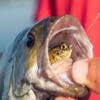 10g Sleeper Goby Soft Fishing Lure Flexible Silicone Jig Wobbler Bait for Professional Angler Saltwater Bass Fishing