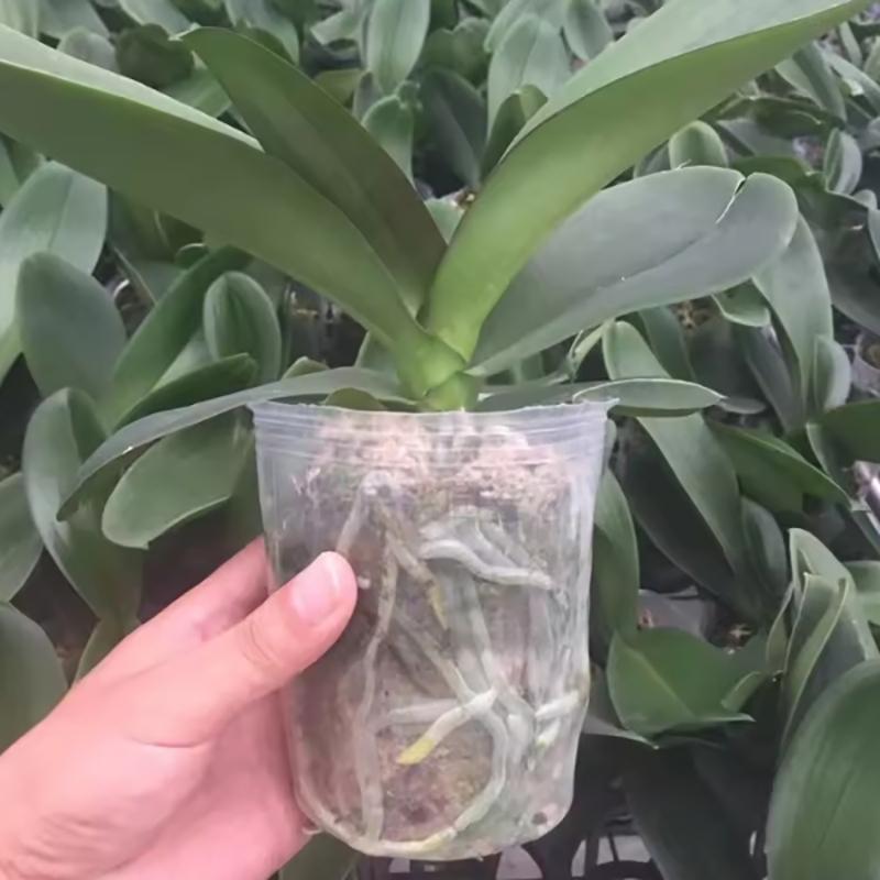 Garden Nursery Planter Clear Plastic Orchid Succulent Container Flower And Vegetable Transplant Tools