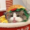 Cat Cone Wound Heal Recovery Collar Cute Hamburger Shape Pet Costume Hat