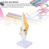 PVC Knee Bone Model Multi Colors Functional Knee Ligament Model  Clinic Presentation