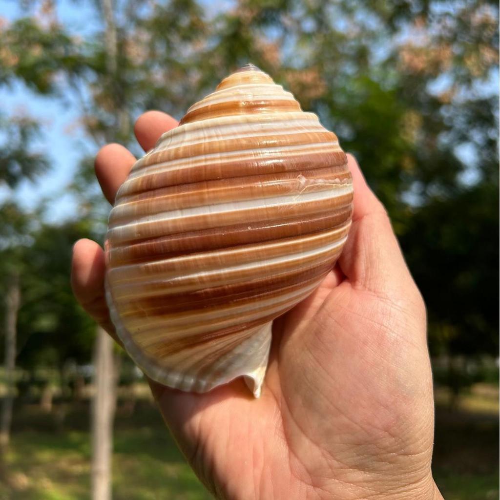 Natural Conch Seashell Aquarium Decor for Hermit Crabs
