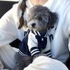 1 Stück Haustier Ins Stil Hund Baseballjacke, Modisches & Interessantes Hundetaschen-Stickdesign, Herbst/Winter Katze Hund Kleidung