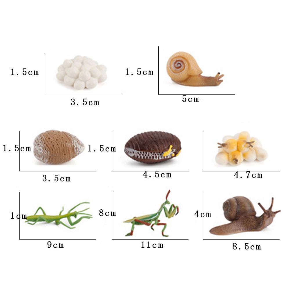 Realistic Kids Toys Praying Mantis Toy Cycle Mantis Figurine Life Cycle Figures Snail Growth Cycle