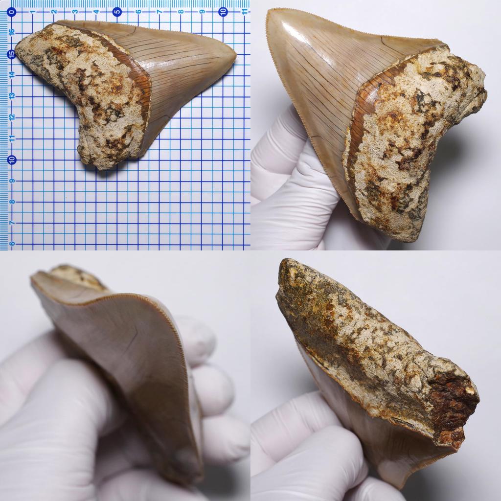 Stone Natural Fossil Megalodon From Indonesia Specimen [N2 Natural] (Carcharocles/Otodus Megalodon) - - (13 "One-of-a-kind" Teeth Approx. 122g,