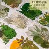 21PCS Set Dried Pressed Plants Leavse for Jewelry Resin Making Natural Green Leaves Flowers Material for DIY Supplies