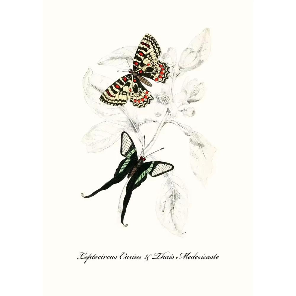Vintage Butterflies poster Vintage Dead Leaf Butterfly Specimen Minimalist Wall Print Canvas Posters for Home Decor