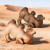 Simulation Camel Model Kneeling Two-humped Camel Figurine Realistic Miniature Animal Collectible Toy Desktop Decoration Ornament
