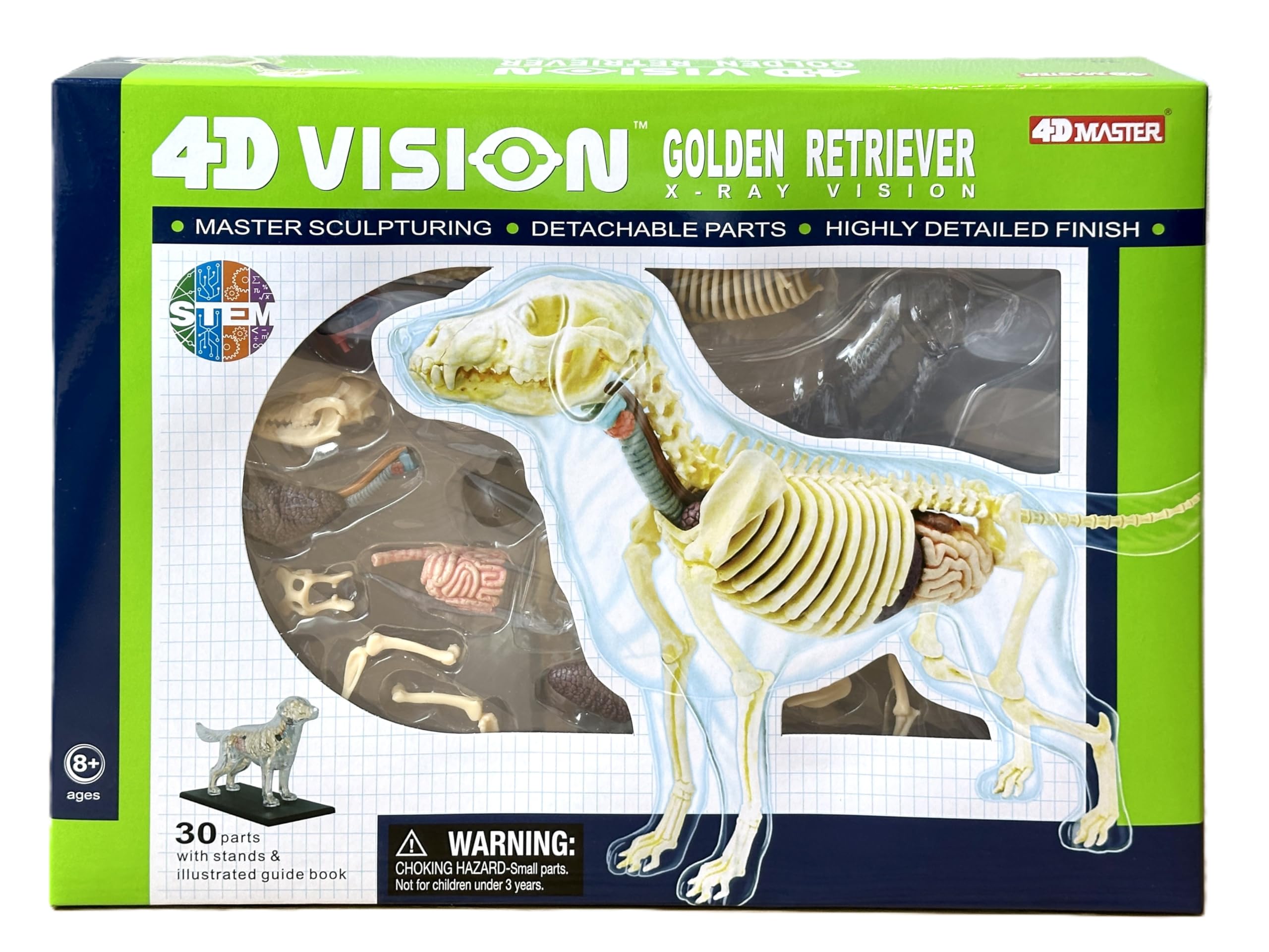 

4D Vision Golden Retriever (Clear) Anatomy Model, 622035, Fame Master, 4D Master Educational Toy, STEM