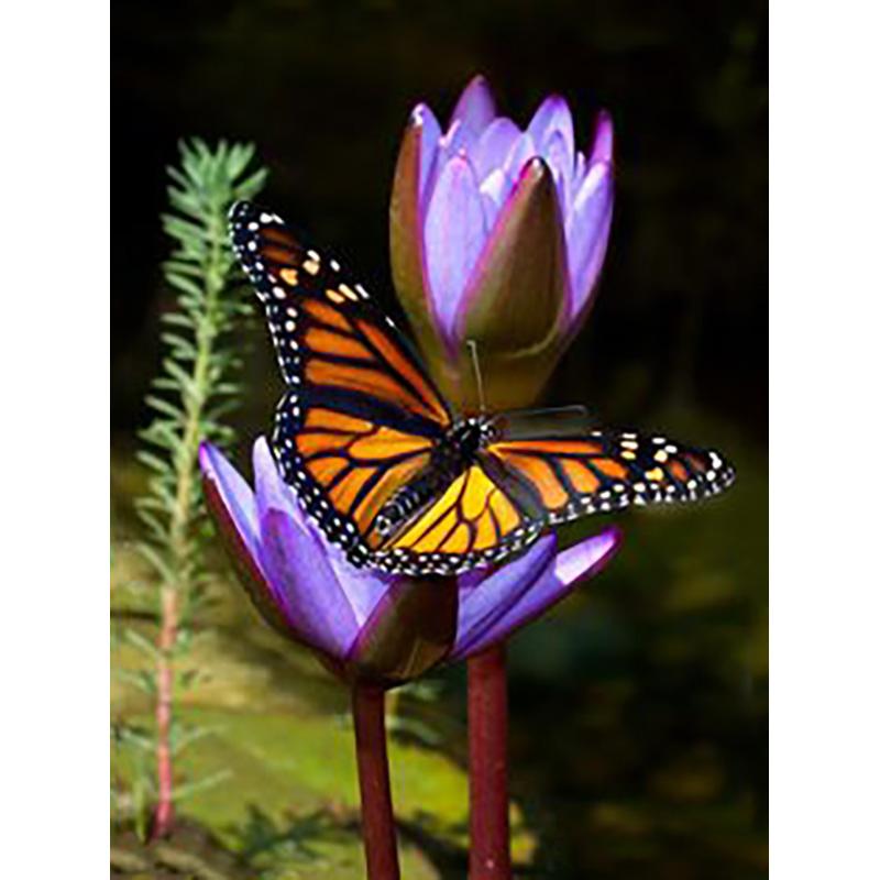 DIY 5D Diamond Painting Butterfly Full Round Drill Floral Diamond Embroidery Cross Stitch Mosaic Wall Art Home Decor Gift
