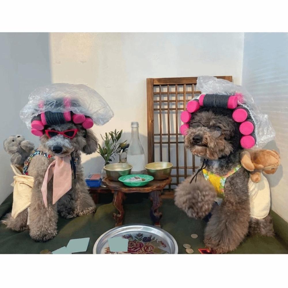 Curly Hair Curly Hair Dog Hats Soft Pet Headgear Cat Hairdressing Costume Photography