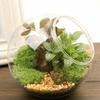 Oblique Clear Glass Ball Vase Transparent Plant Terrarium Succulents Plant Container  Home Decor