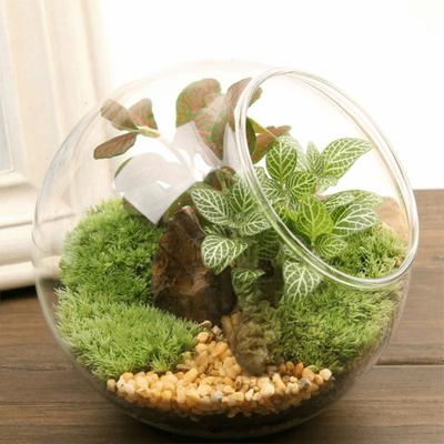 Oblique Clear Glass Ball Vase Clear Succulents Plant Container Borosilicate Glass Vase  Hydroponics