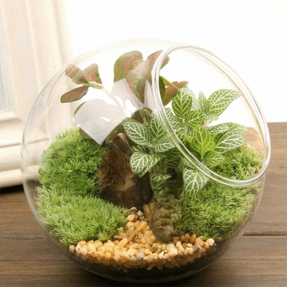 Oblique Clear Glass Ball Vase Transparent Plant Terrarium Succulents Plant Container  Home Decor