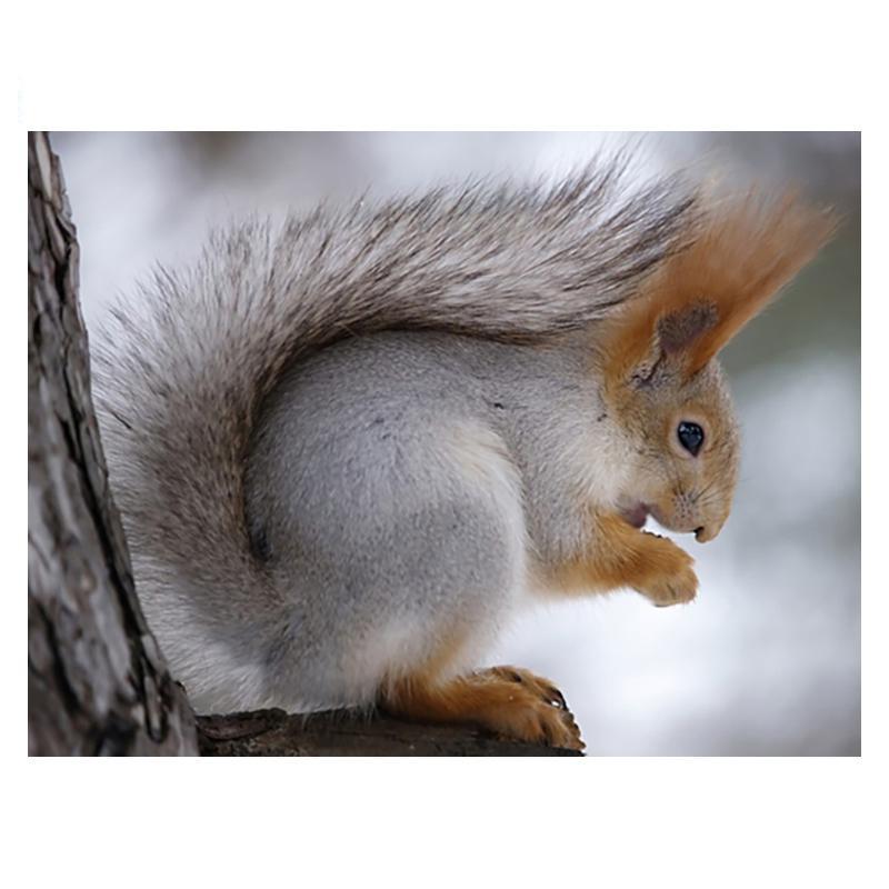 5D DIY Diamant Malerei Holz Eichhörnchen Diamant Mosaik Diamant Stickerei Volle Set Kreuz Stich Kits Home Decor Geschenke