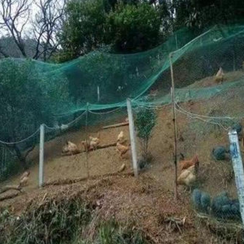 Poultry and Garden Netting: Versatile Enclosures for Chickens, Ducks, Geese, and Vegetables