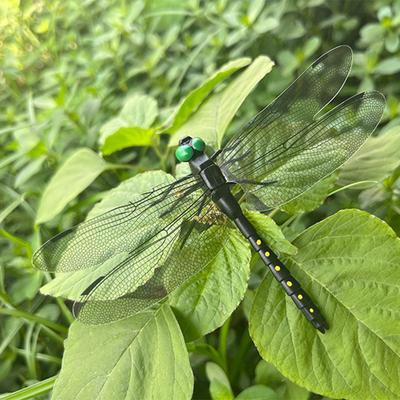 Simulation Dragonfly Insect Model Mosquito Repellent Outdoor Hanging Ornaments Realistic Insect Dragonfly Model For Garden Farm