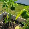 6Pcs Garden Plant Support Stakes Heart Shaped Metal Climbing Frame for Potted Flowers