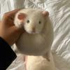 Kawaii Mouse Plush Toy Cute Stuffed Rat Doll Soft Animal Pillow Birthday Gift Home Decor Simulation Hamster