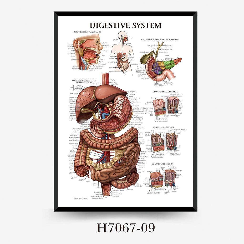 Human Tissue Structure Muscle Gym Medical Education Decorative Canvas Painting Poster Wall Art for Home Decor