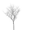 Künstlicher Baumzweig und Stamm Dekorationsstück