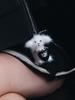 Eireve WILD BABY LAMB BAGCHARM (CREAM WHITE)