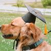 Soft Polyester Dog Graduation Cap with BowTie Yellow Tassels for Small Pet In Celebration Event Easy Wear