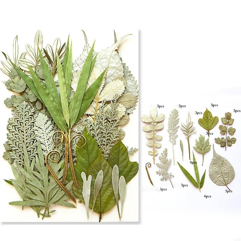 35Pcs Natural Pressed Dried Leaves Set For Candle Making Jewelry Making Art Craft Bookmarks Crafting Scrapbooking